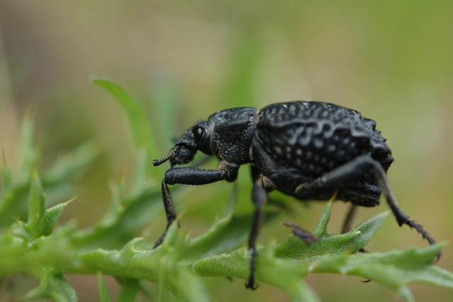 Il mio primo animaletto.